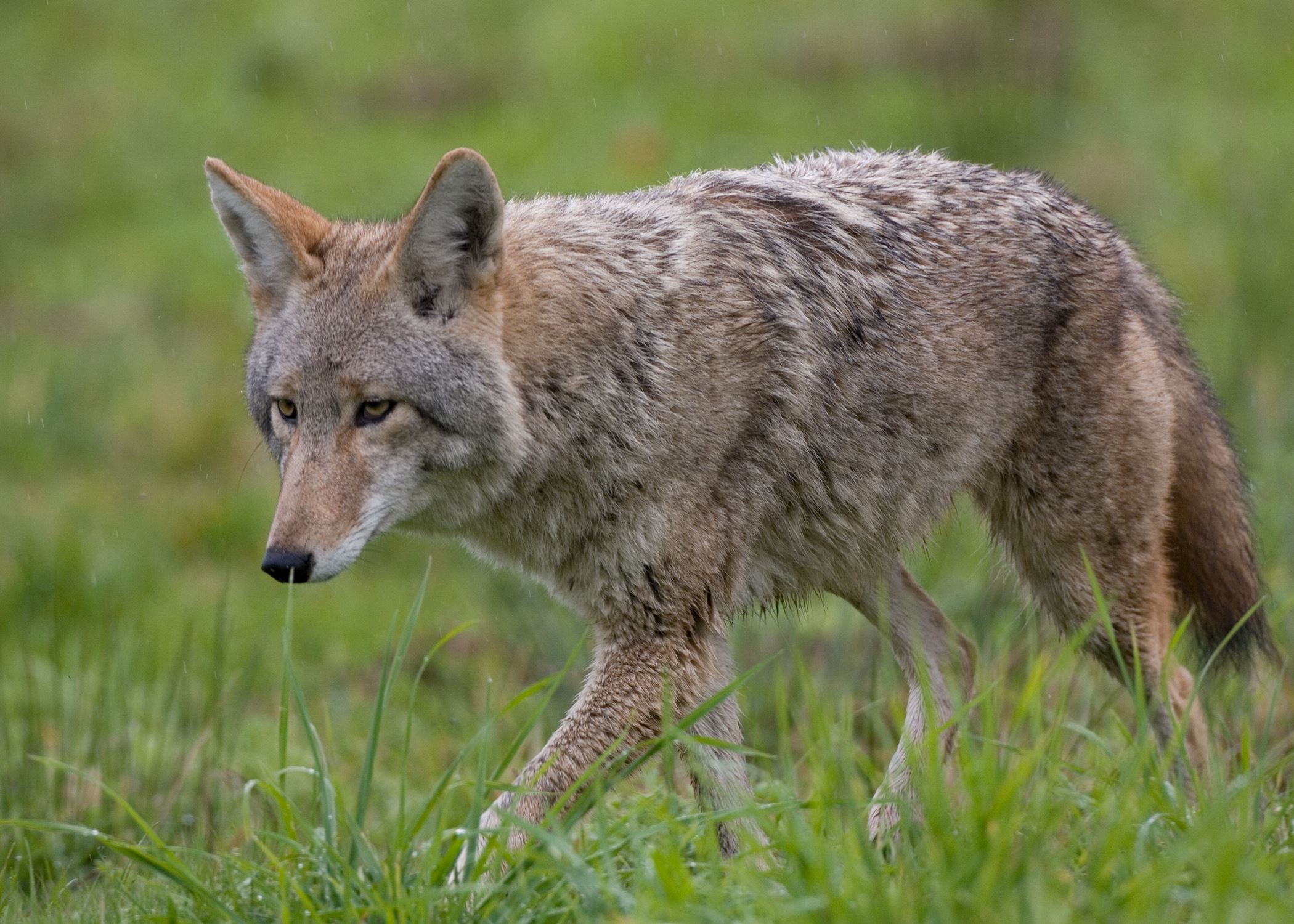 Coyote on the prowl for rodents