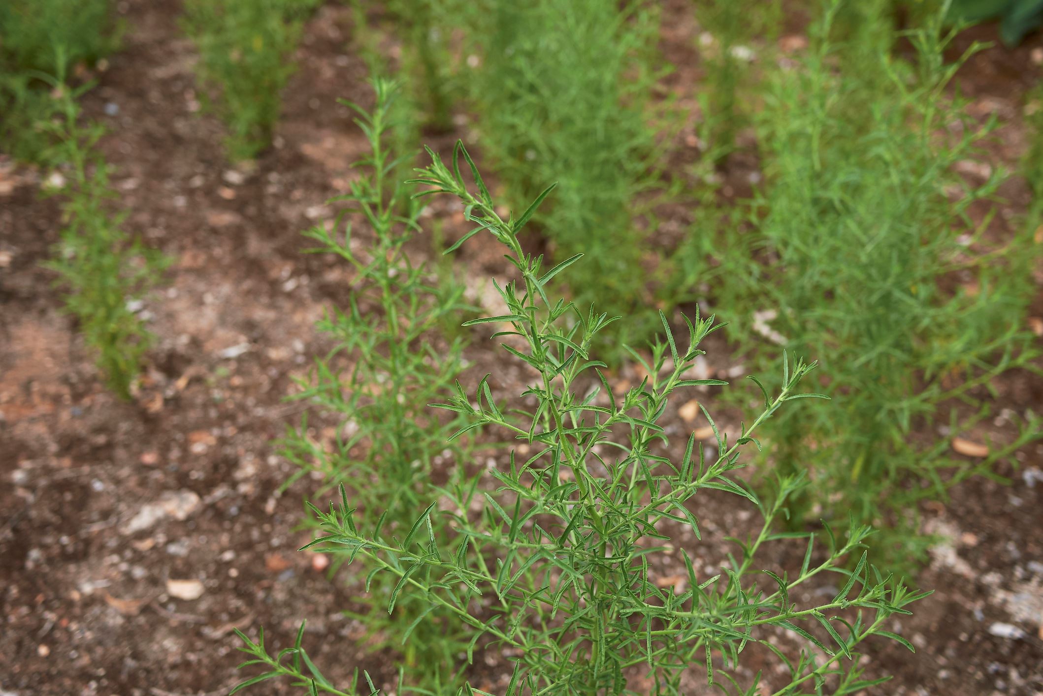 Fresh plants of Dittrichia graveolens