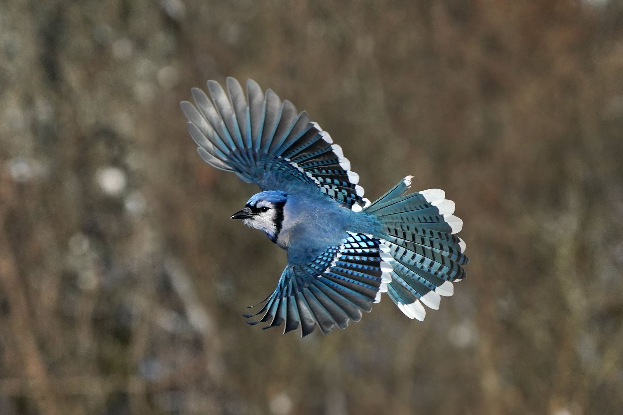 Blue Jay flying